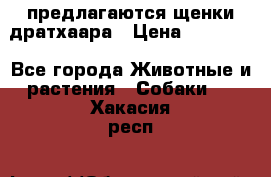 предлагаются щенки дратхаара › Цена ­ 20 000 - Все города Животные и растения » Собаки   . Хакасия респ.